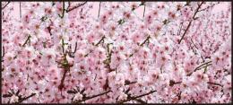 ディスプレイシート桜満開の商品画像
