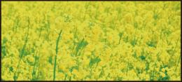 ディスプレイシート菜の花畑の商品画像