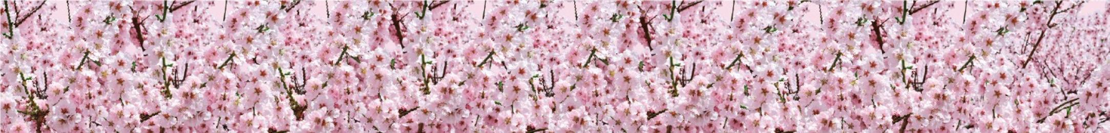 [店舗装飾品] ロール幕桜の商品画像