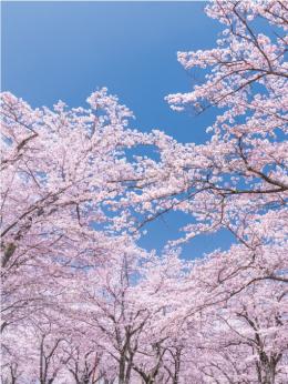 [店舗装飾品]　バックスクリーンシート桜の商品画像