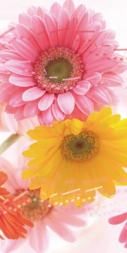 [店舗装飾品]　タペストリーガーベラメロディ(防炎)の商品画像