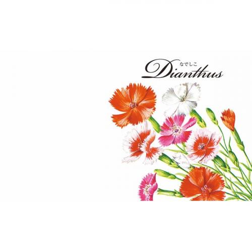 イラスト花の種子 アスター かすみ草 ヘリクリサム なでしこ 矢車草 お店がどっとこむ ノベルティ商品 0sy