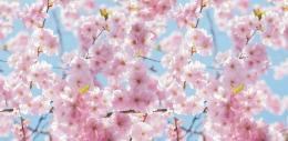 [店舗装飾品]ディスプレイシート桜の商品画像