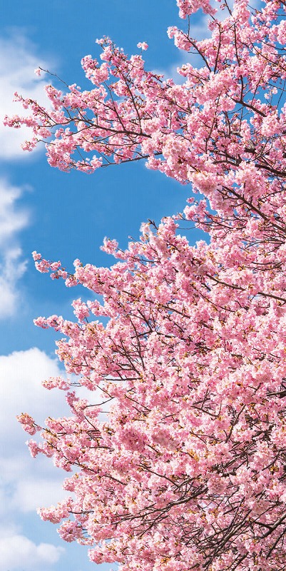 店舗装飾品 タペストリー 防炎 桜青空 桜 お店がどっとこむ 販促品 イベント用品 1sm