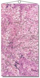 タペストリー満開の桜の商品画像