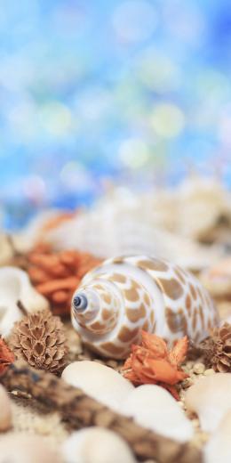 [店舗装飾品]タペストリー 貝殻　の商品画像