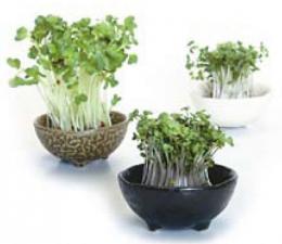 美濃焼 野菜栽培3個組の商品画像