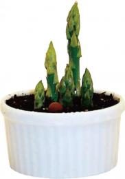 美濃焼 家庭菜園栽培セットの商品画像